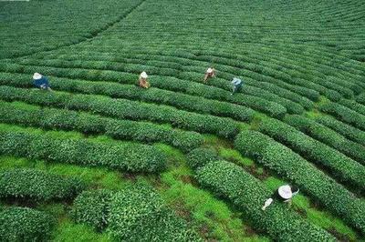宜賓屏山農(nóng)特產(chǎn)品抽樣詳查結(jié)果喜人 有機硒含量突出，安全指標(biāo)全面達標(biāo)