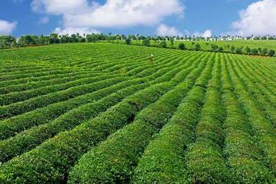 2022關(guān)鍵之年 打造楚茶品牌，助推農(nóng)產(chǎn)品與茶葉產(chǎn)業(yè)升級(jí)