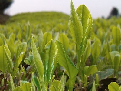 覃塘毛尖茶 榮登2023年全國(guó)名特優(yōu)新農(nóng)產(chǎn)品名錄的茶中珍品