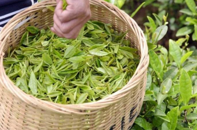 有機(jī)茶 農(nóng)業(yè)新星，健康消費(fèi)的未來藍(lán)海