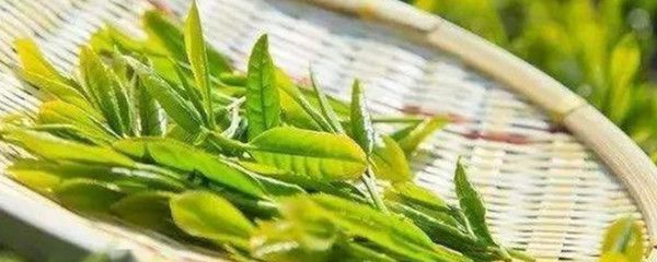 茶葉的農(nóng)產(chǎn)品屬性及其在農(nóng)業(yè)經(jīng)濟(jì)中的地位