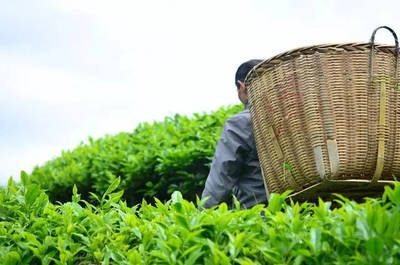 辟謠！別再給茶葉農(nóng)殘問題交“智商稅”了