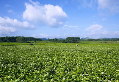 橫縣茉莉花茶榮登中國農(nóng)業(yè)品牌目錄2019，區(qū)域公用品牌再綻新芳