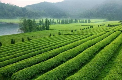 紹興十大絕美茶園，風(fēng)景如畫，宛如仙境