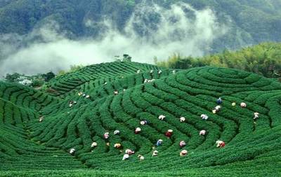 這文案，比茶還醇，比米更香！農(nóng)產(chǎn)品營銷的爆燃新思路