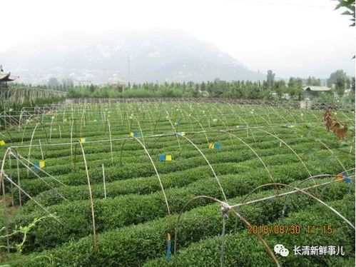 長(zhǎng)清綠茶榮獲全國(guó)名特優(yōu)新農(nóng)產(chǎn)品 一杯茶香里的鄉(xiāng)村振興夢(mèng)