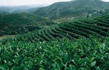 關(guān)于固始縣2012年茶葉生產(chǎn)基地建設(shè)的意見